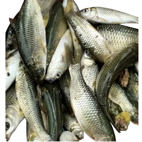 Fresh Glass Cup Fish – Delicate, Freshwater & Rich in Protein