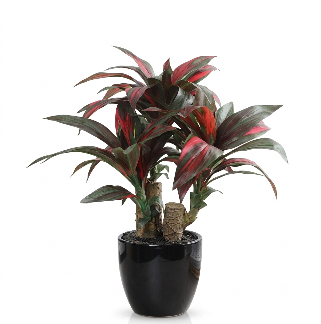 Healthy Red Dracaena Plant – Live Indoor Air Purifying Plant for Home & Office